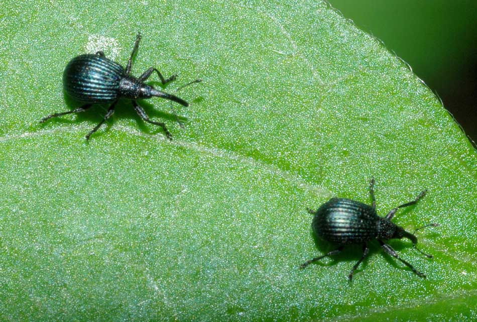 Piccoli Curculionidi